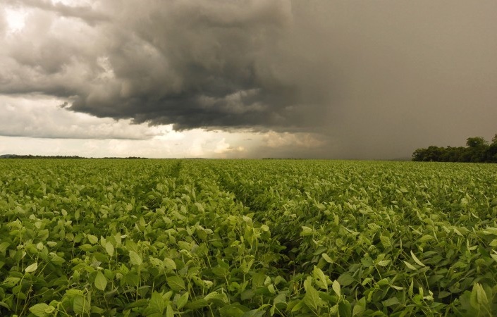 Seguro rural atua para mitigar riscos da crise climática no campo