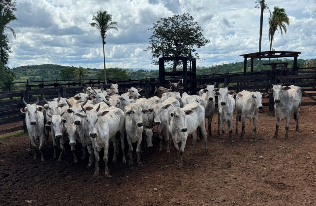 Gado recuperado (Foto: PCGO)