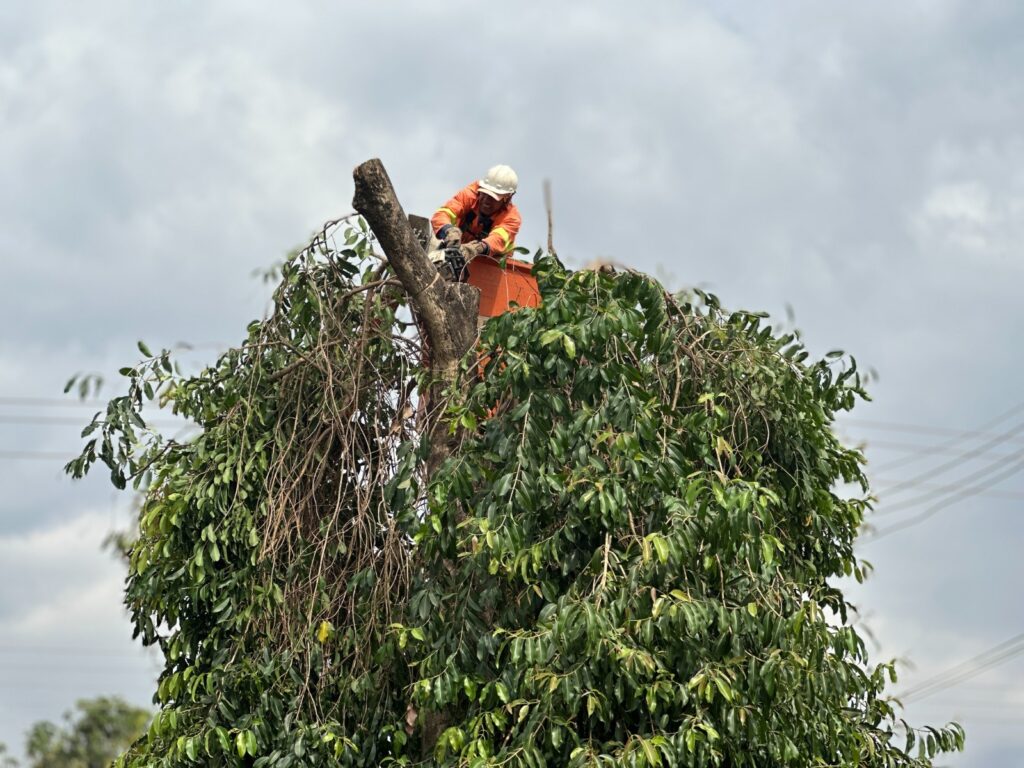 Servidor realiza poda de árvore (Foto: Luciano Magalhães)