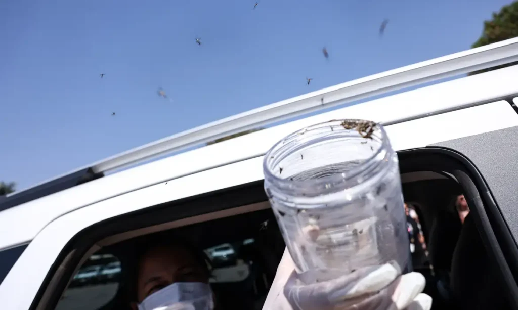 Liberação de mosquitos estéreis em Pernambuco (Foto: Marcelo Camargo/Agência Brasil)