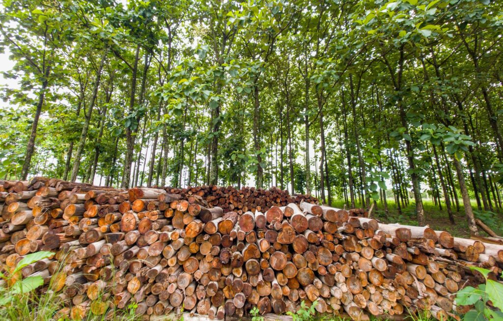 Plano estadual fortalece silvicultura e amplia base de florestas plantadas em Goiás