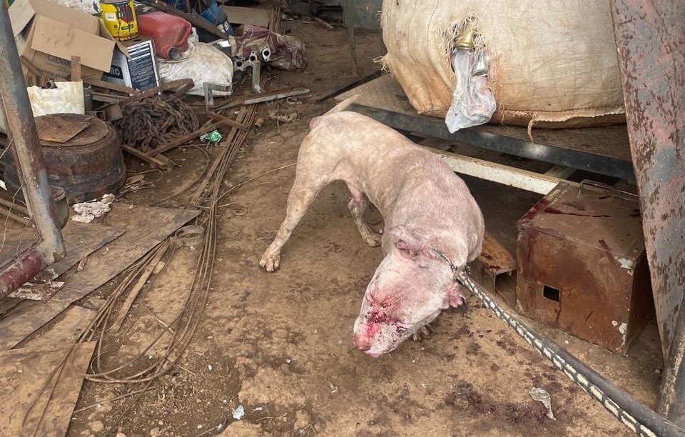 Pitbulls invadem depósito e atacam três cães em Aparecida de Goiânia