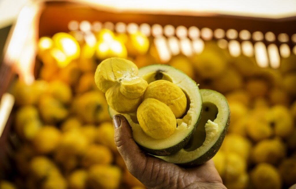 Lei do Pequi completa um ano sem regulamentação