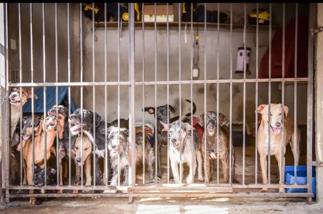 Goiás pode ter política de apoio às casas mantenedoras de animais abandonados 
