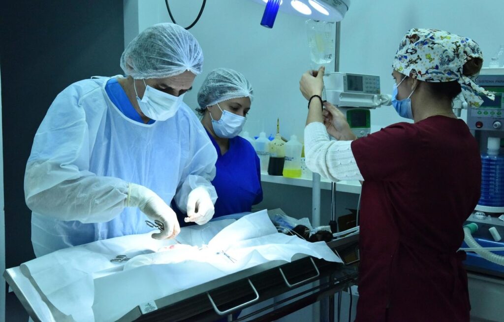 Prefeitura leva serviços de cuidado animal a assentamento em Aparecida de Goiânia