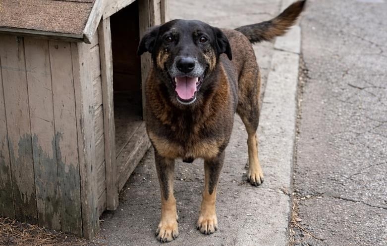 Justiça de SC autoriza e corpo de cão Orelha é exumado