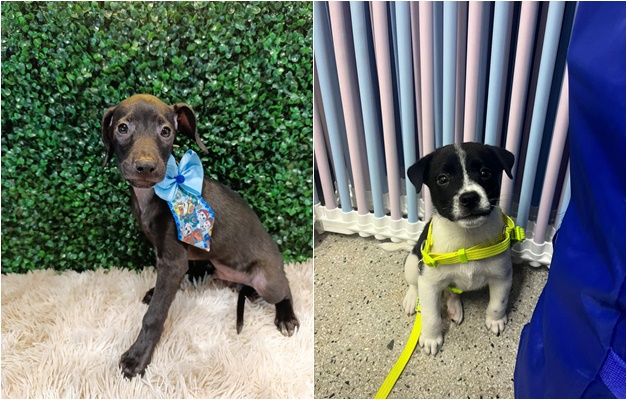 Prefeitura de Aparecida promove Feira de Adoção com quase 40 pets neste sábado (28)