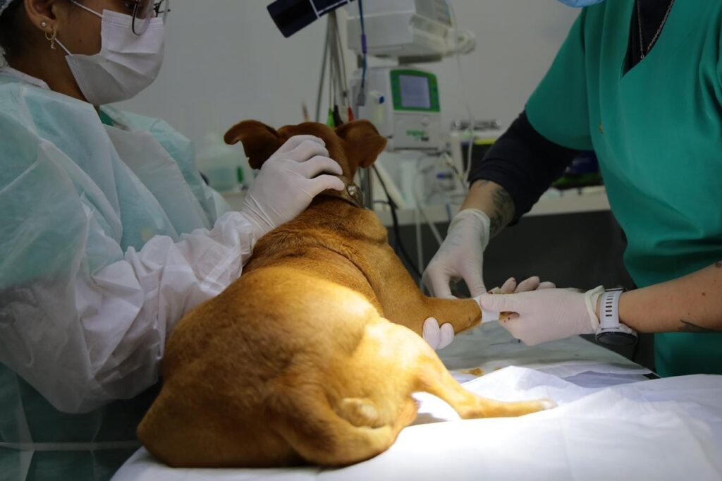 Pata ultrapassa 3,1 mil castrações e reforça política de bem-estar animal em Aparecida