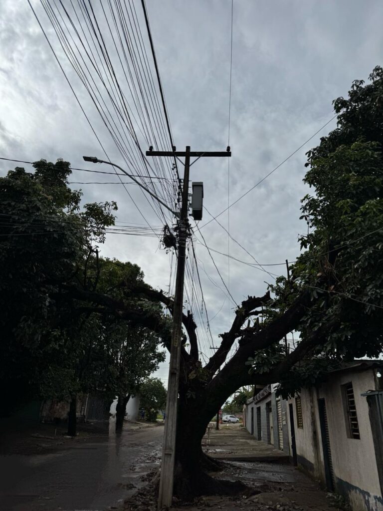 Novo termo entre Prefeitura e Equatorial define regras para poda de árvores em Goiânia