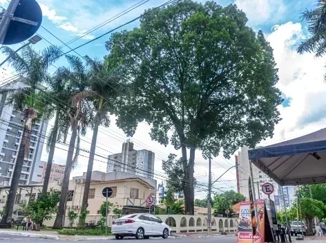 Árvore histórica no Centro de Goiânia será retirada após laudo apontar risco iminente de queda