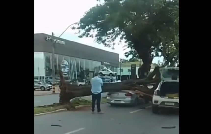 Árvore cai sobre carros na Avenida Independência, em Goiânia