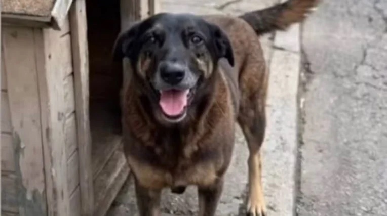 O que aponta perícia sobre causa da morte do cão Orelha