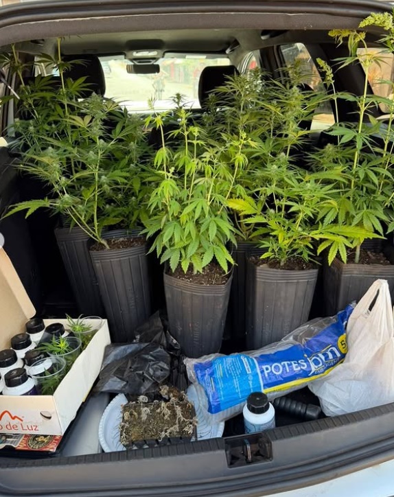 Estufa de maconha é descoberta dentro de imóvel em Santa Helena de Goiás