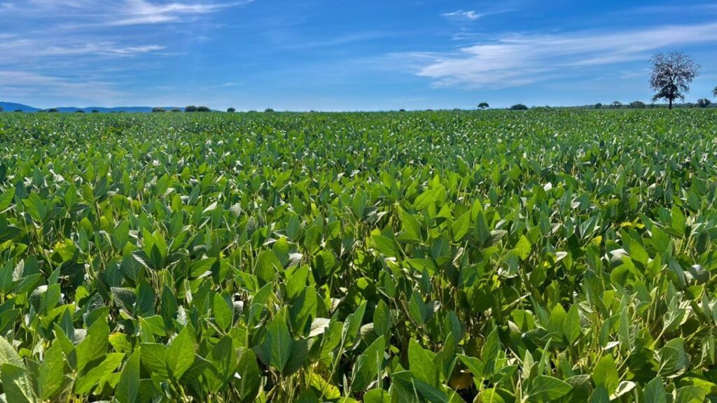 Goiás caminha para a segunda maior safra de grãos da história, aponta Conab